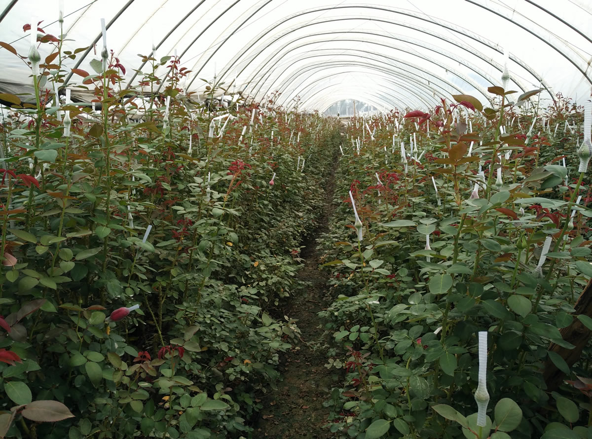 光穩(wěn)定劑在汽車塑料件中的關(guān)鍵作用:天罡508與778的卓越表現(xiàn) 光穩(wěn)定劑在汽車塑料件中的關(guān)鍵作用:天罡508與778的卓越表現(xiàn)