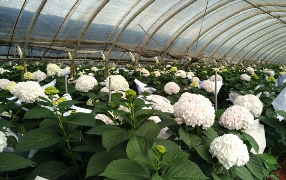 光穩(wěn)定劑：塑料材料的守護(hù)神，北京天罡助劑有限公司的科技擔(dān)當(dāng)